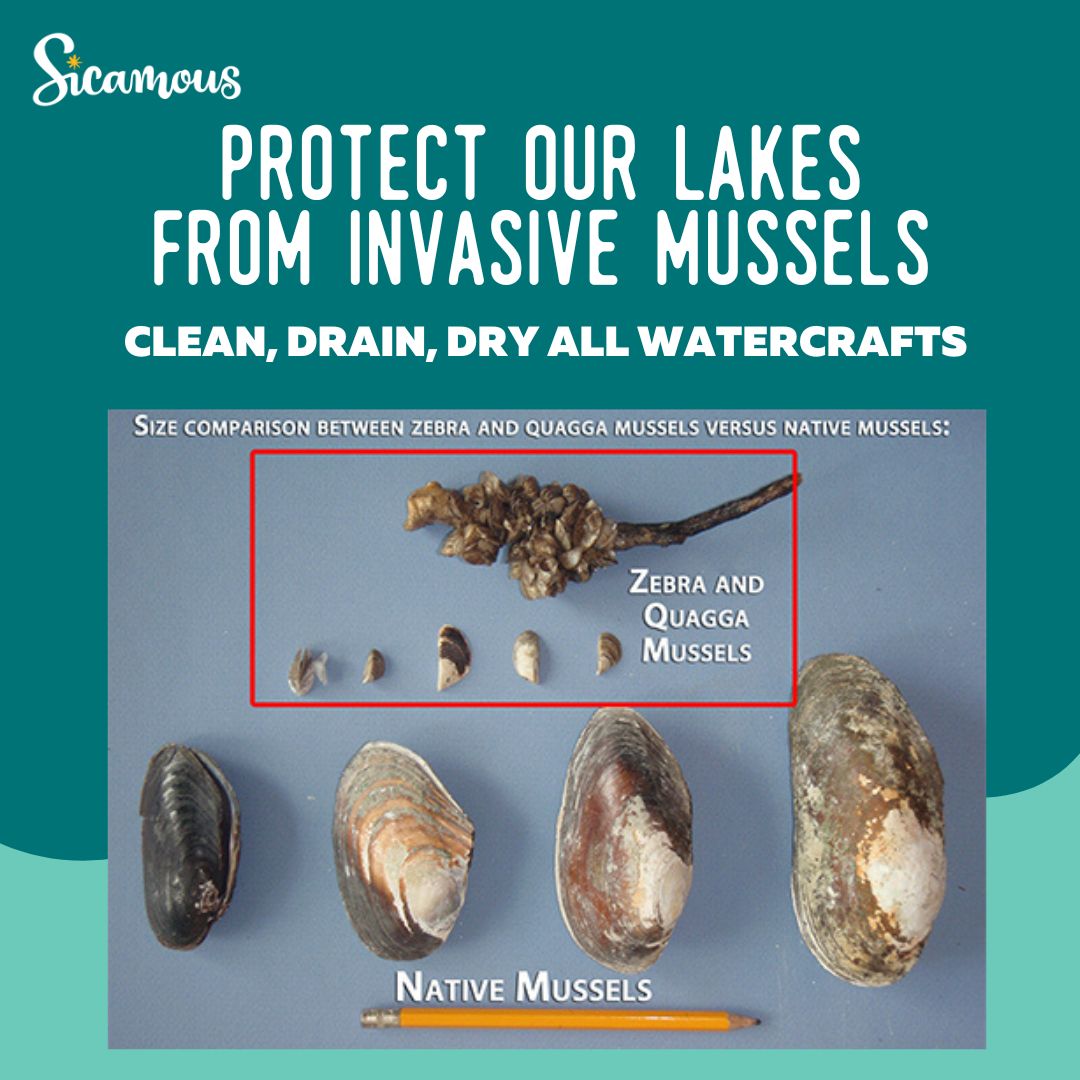 Protect Our Lakes From Invasive Mussels News District Of Sicamous protect-our-lakes-from-invasive-mussels-news-district-of-sicamous