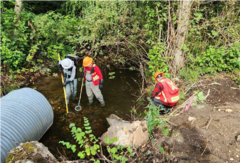 Environmental consultant and helpers use an electro fisher and net to catch small fish.